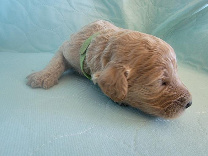 Labradoodle