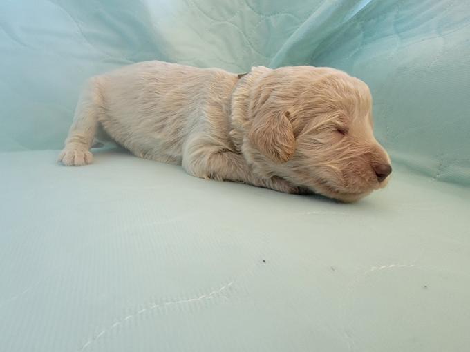 Labradoodle