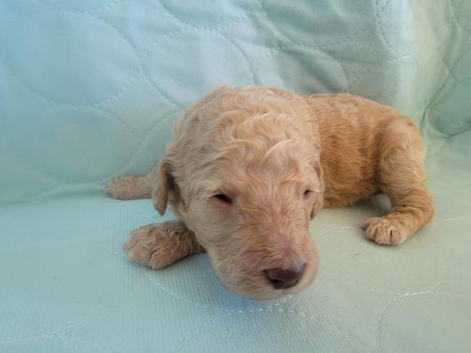 Labradoodle