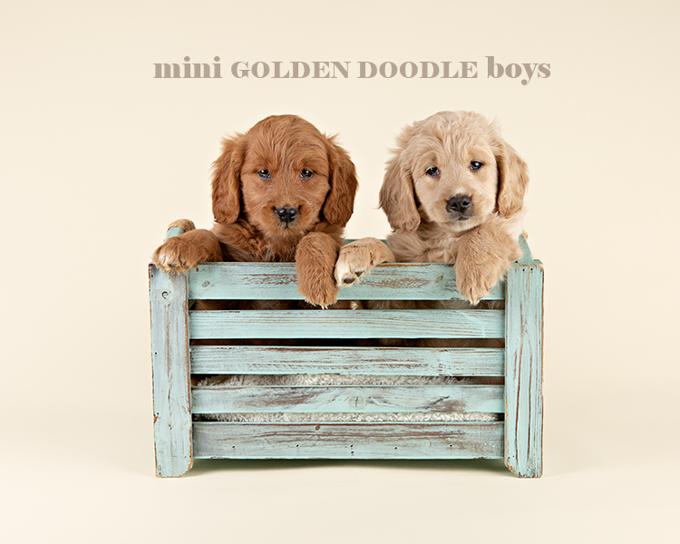 Golden Doodle