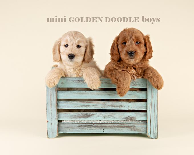 Golden Doodle