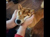 Shiba inu