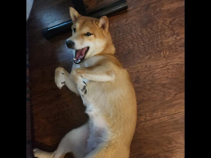 Shiba inu