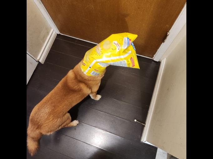 Shiba inu