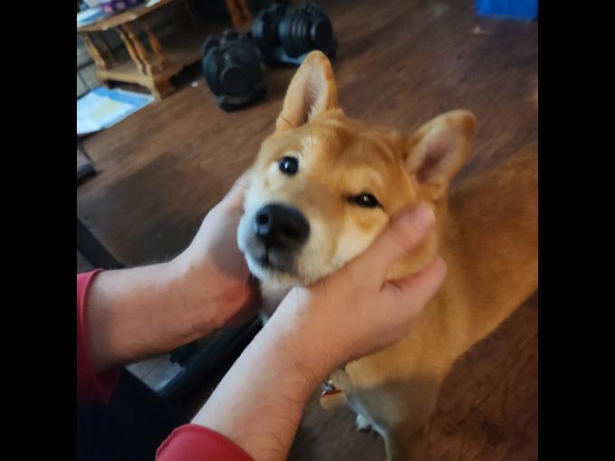 Shiba inu