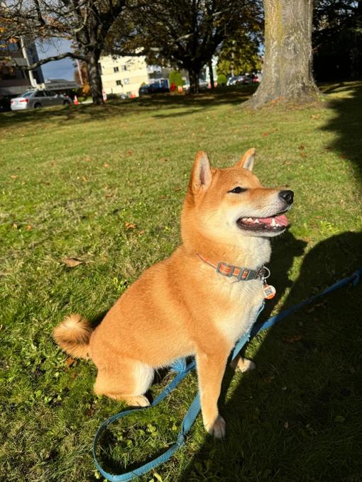 Shiba inu
