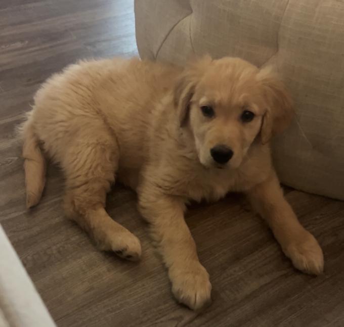 Golden retriever