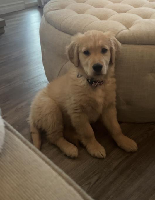 Golden retriever