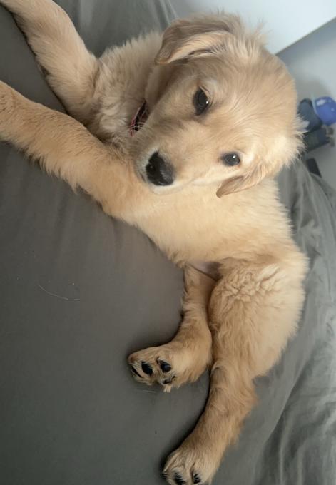 Golden retriever