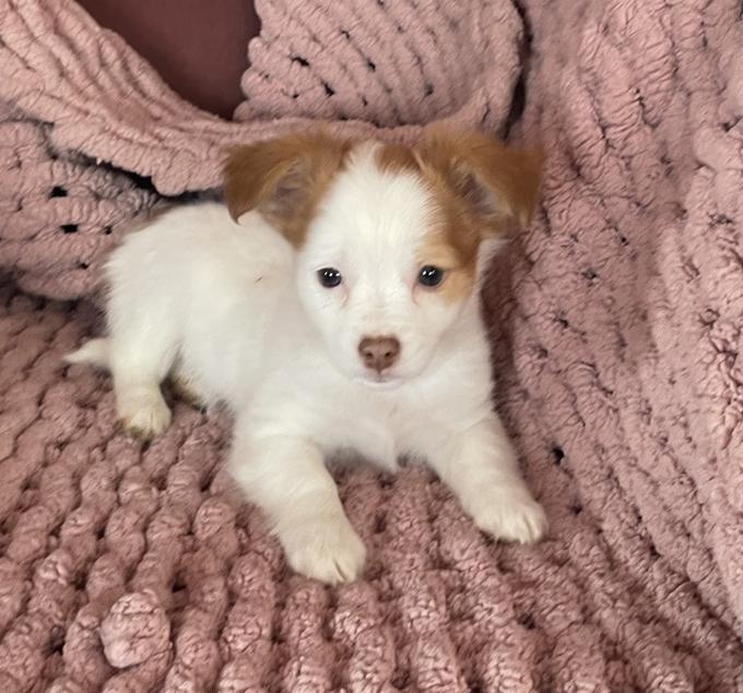 Chipom