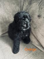 Bouvier des Flanders
