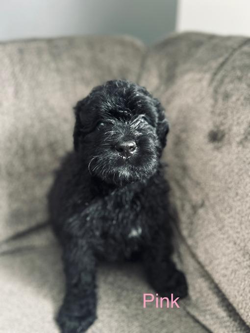 Bouvier des Flanders