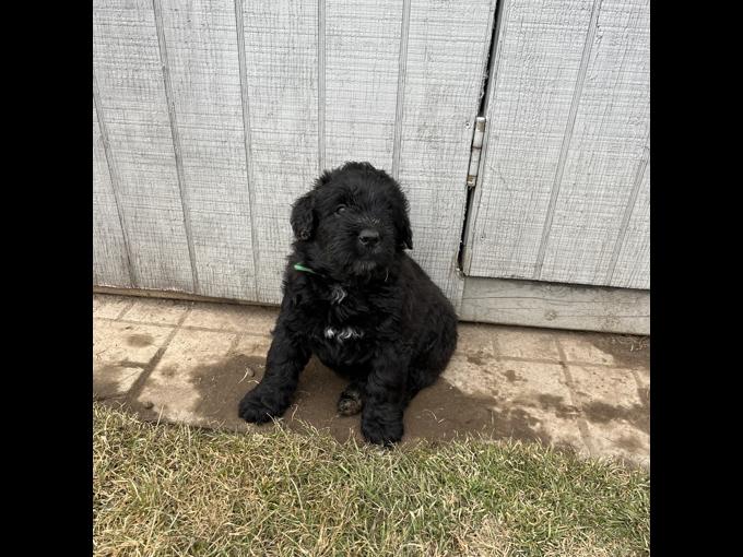 Bouvier des Flanders
