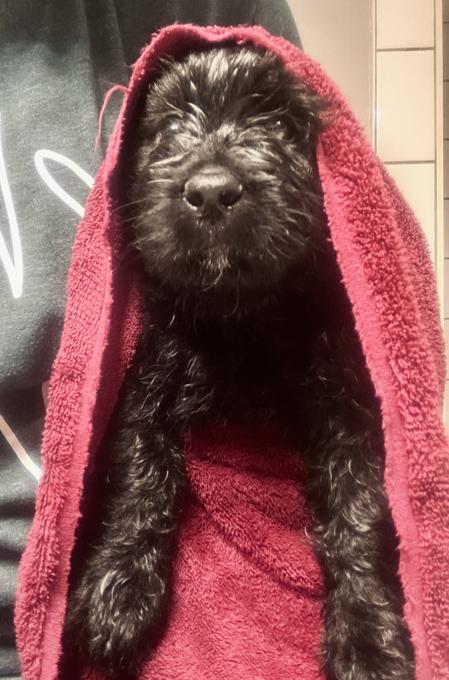 Bouvier des Flanders