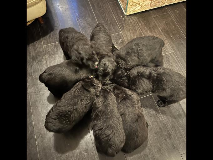 Bouvier des Flanders