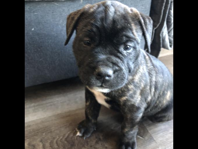 American bulldogs (standard )