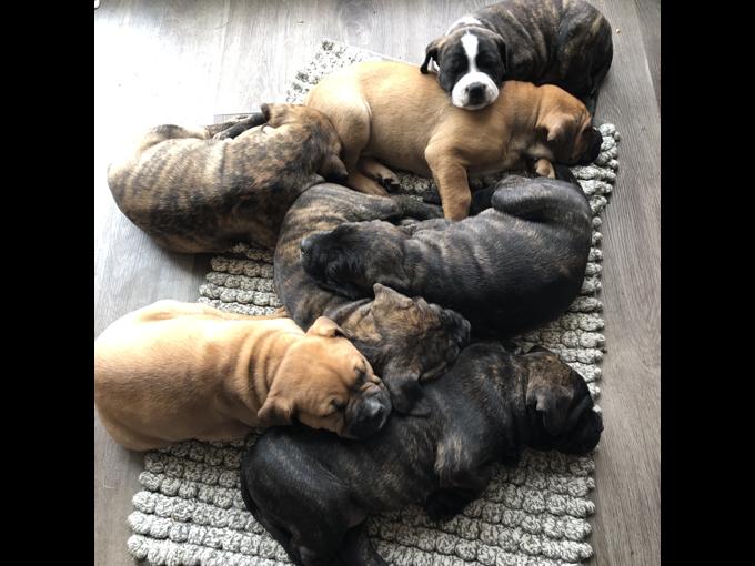 American bulldogs (standard )