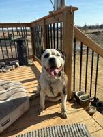 American bulldogs (standard )