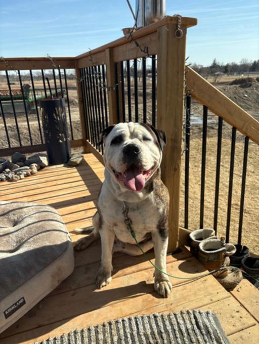 American bulldogs (standard )