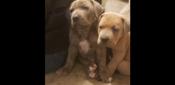 Mastiff x great dane