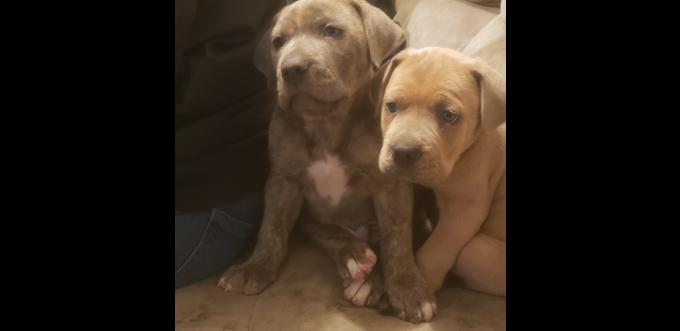 Mastiff x great dane