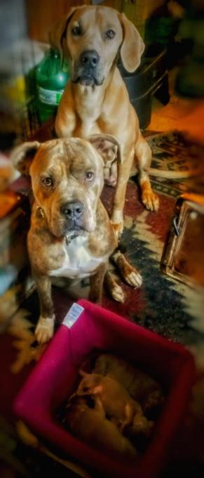 Mastiff x great dane