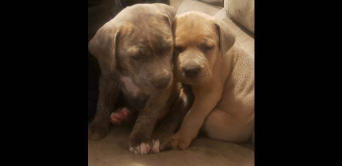 Mastiff x great dane