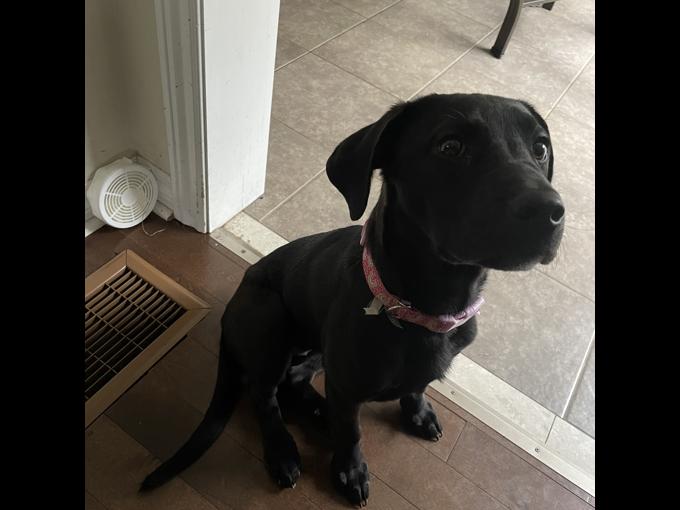 Belgian Malonois x Shar pei