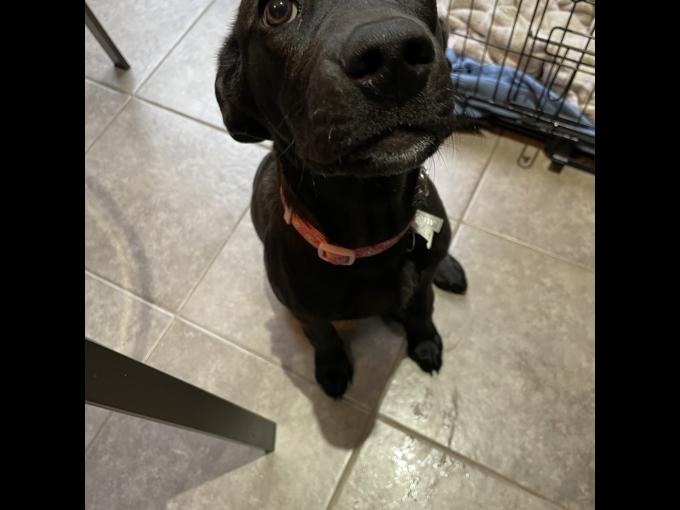 Belgian Malonois x Shar pei