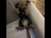 Teacup Poodle