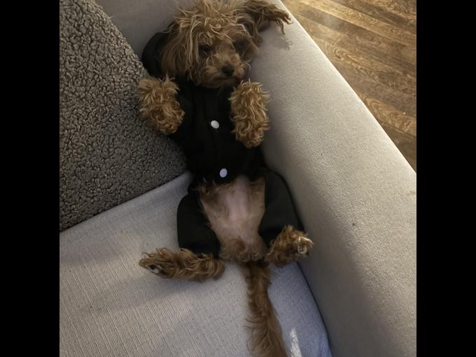 Teacup Poodle