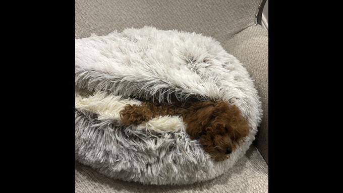 Teacup Poodle