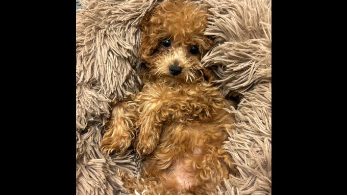 Teacup Poodle