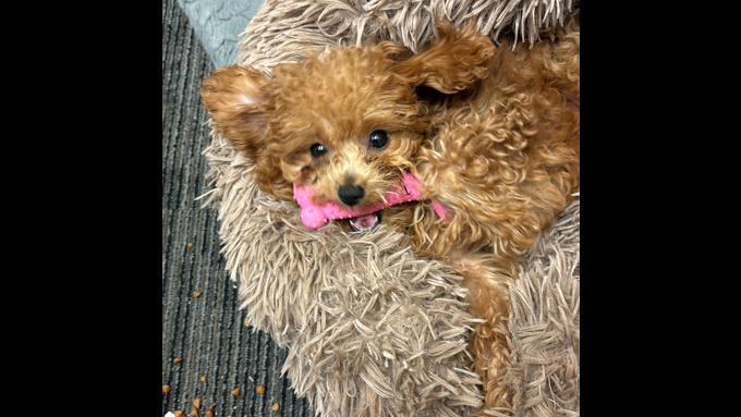 Teacup Poodle