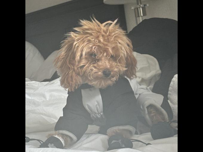 Teacup Poodle