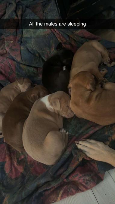 25% pressa Canario 75% Pitty