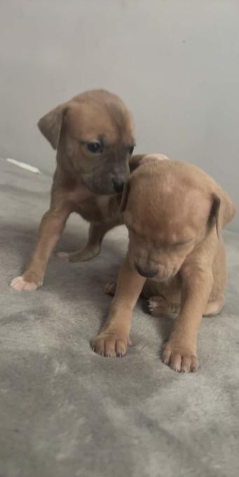 25% pressa Canario 75% Pitty