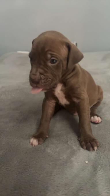 25% pressa Canario 75% Pitty