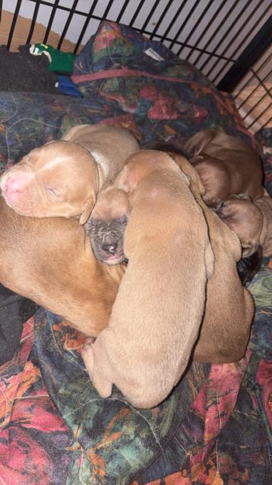 25% pressa Canario 75% Pitty