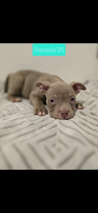 American bully