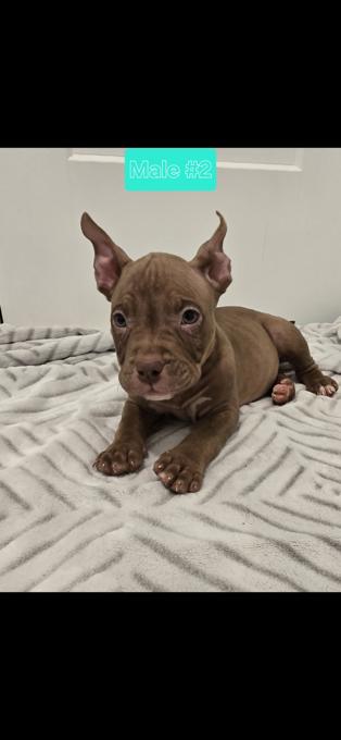 American bully