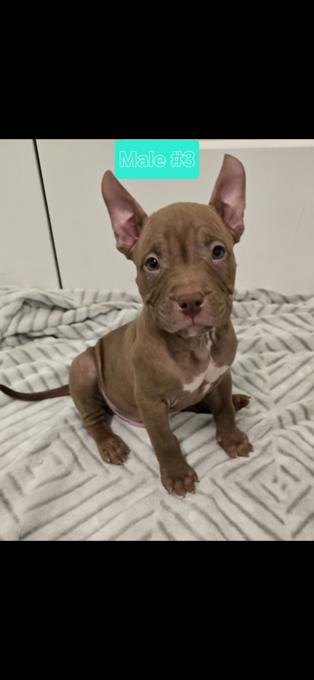 American bully