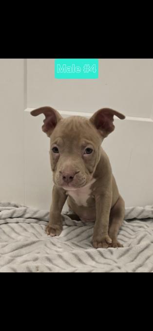 American bully