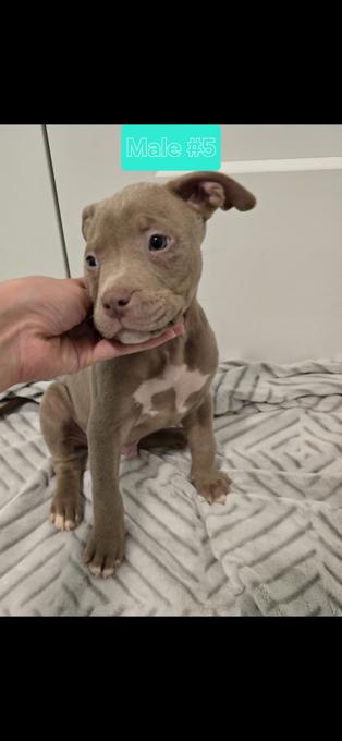 American bully