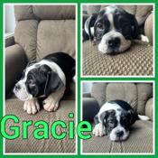 Olde english bulldog