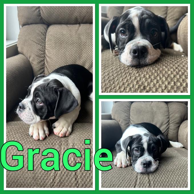 Olde english bulldog
