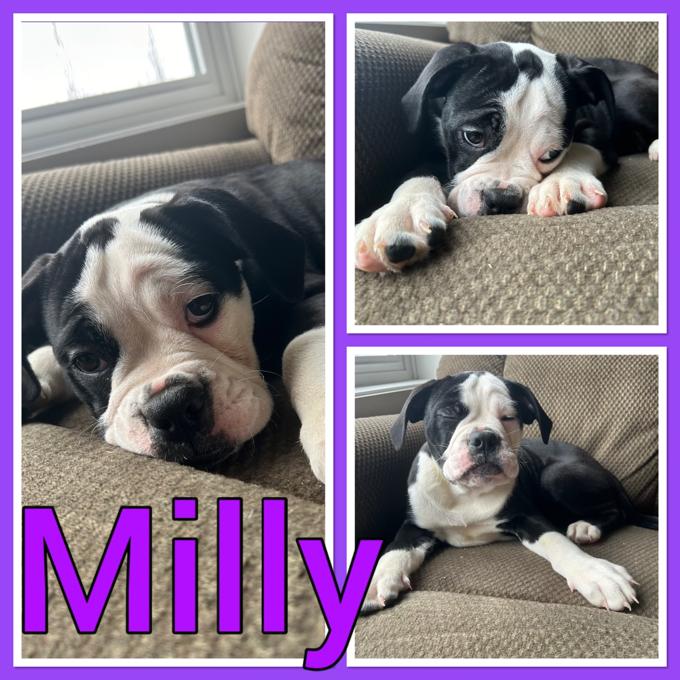Olde english bulldog