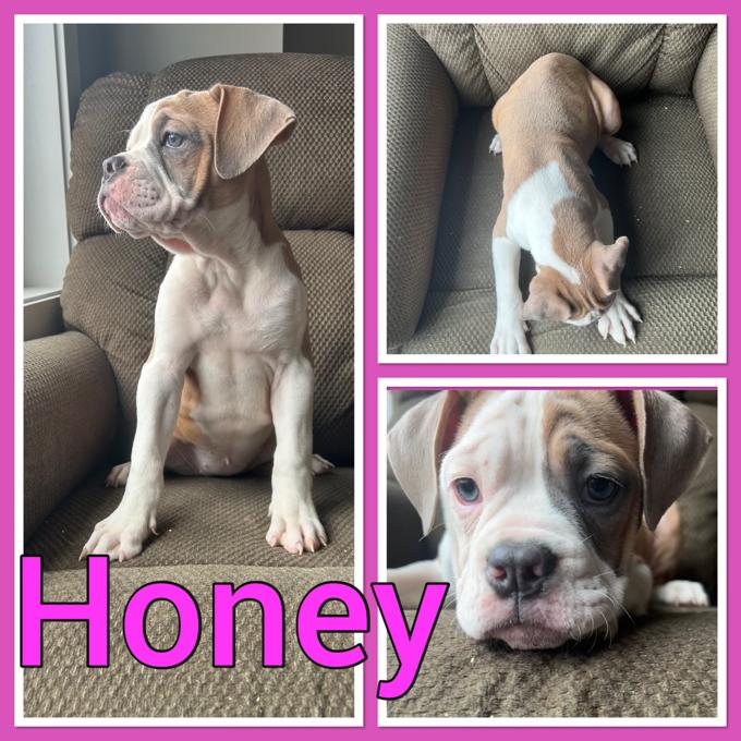 Olde english bulldog