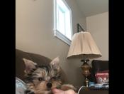 Yorkshire terrier