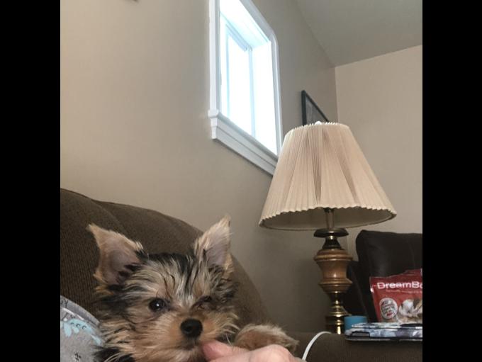 Yorkshire terrier